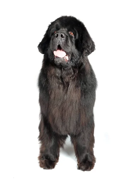 被白色背景隔离的站在纽芬兰的狗 免版税图库图片