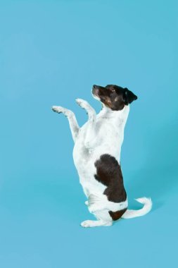 Hile yapan köpek, renk arka planında fare Jack Russell.