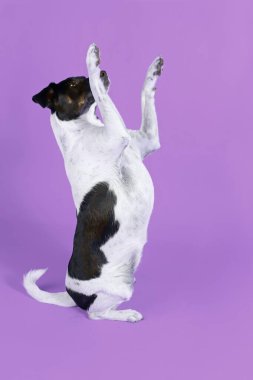 Hile yapan köpek, renk arka planında fare Jack Russell.