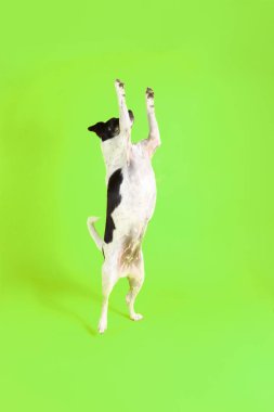 Hile yapan köpek, renk arka planında fare Jack Russell.