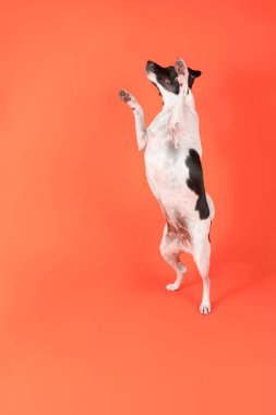 Hile yapan köpek, renk arka planında fare Jack Russell.