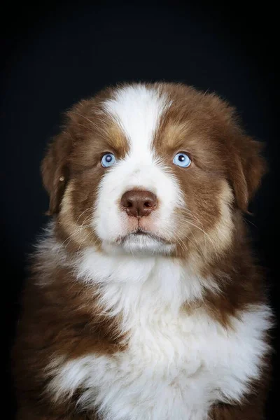 Cachorro Pastor Australiano Con Ojos Azules Aislados Sobre Fondo Negro —  Fotos de Stock