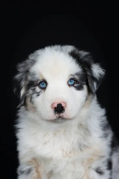 Avustralya Çoban Köpeği Mavi Gözlü Siyah Arka Planda Izole Edilmiş — Stok fotoğraf