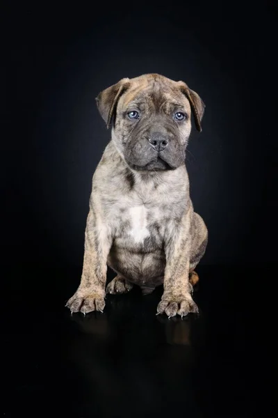 Filhote Cachorro Bullmastiff Isolado Fundo Preto — Fotografia de Stock