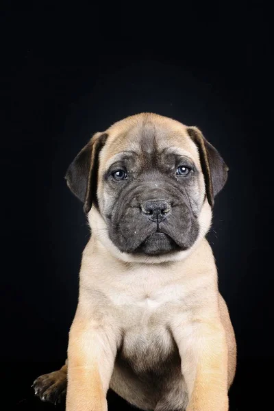 Filhote Cachorro Bullmastiff Isolado Fundo Preto — Fotografia de Stock