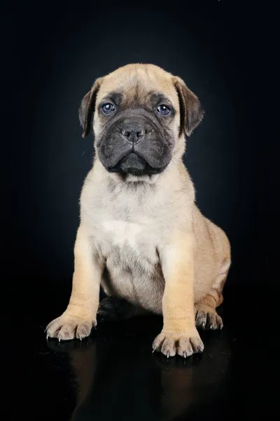 Puppy Bullmastiff Geïsoleerd Zwarte Achtergrond — Stockfoto