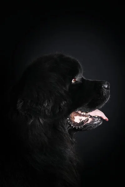 Retrato Perro Terranova Aislado Sobre Fondo Negro —  Fotos de Stock