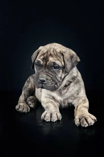 배경으로 고립된 강아지 스티라 — 스톡 사진