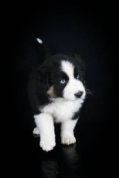 Australian Shepherd Puppy Blue Eyes Isolated Black Background — Stock Photo, Image