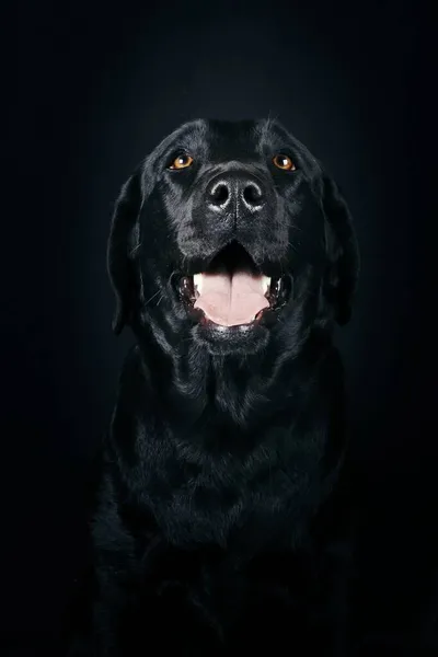 Retrato Labrador Preto Isolado Preto — Fotografia de Stock