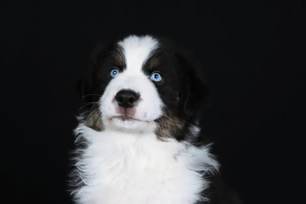 Australischer Schäferhund Welpe Mit Blauen Augen Isoliert Auf Schwarzem Hintergrund — Stockfoto