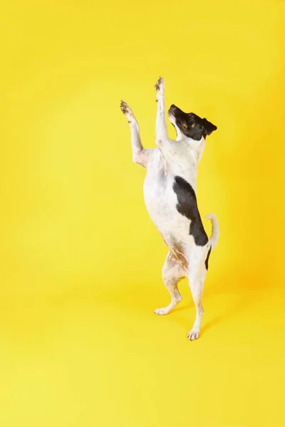 Hond Die Trucs Doet Jack Russell Mouvement Kleur Achtergrond Rechtenvrije Stockafbeeldingen