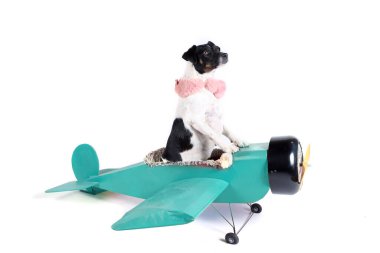 Jack Russell, beyaz arka planda izole edilmiş eski mavi bir uçakta.