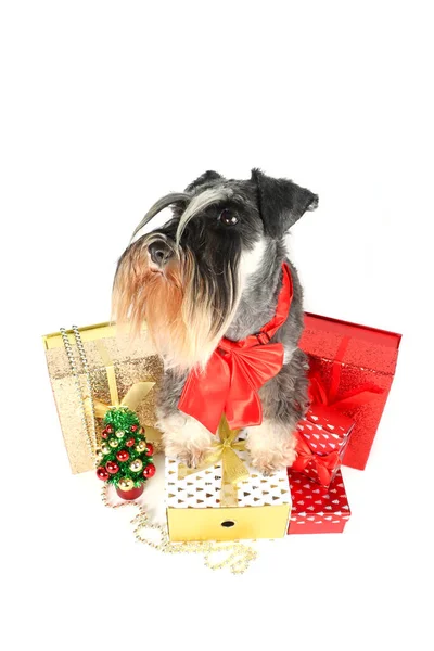 Schnauzer Miniature Dans Une Boîte Cadeau Noël Arbre Noël Décoré — Photo