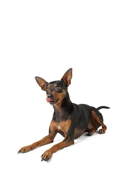 Sdraiato Miniatura Pinscher Leccare Labbra Isolato Bianco — Foto Stock