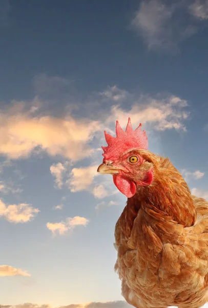 Πορτρέτο Του Πτηνού Κοτόπουλου Στον Ουρανό Φόντο — Φωτογραφία Αρχείου