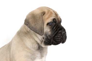 beyaz arka planda izole edilmiş bulmastiff köpek yavrusu 