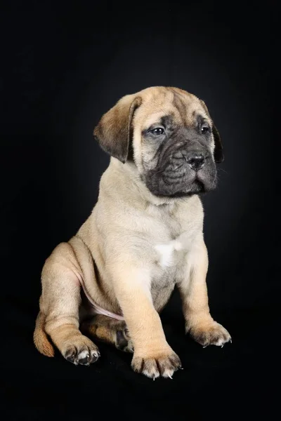 Bullmastiff Filhote Cachorro Fundo Preto — Fotografia de Stock