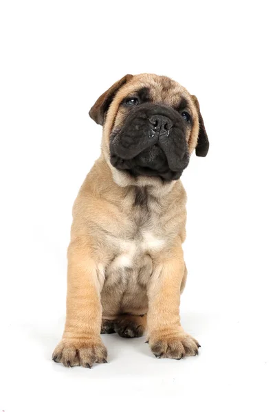 Bullmastiff Puppy Geïsoleerd Witte Achtergrond — Stockfoto