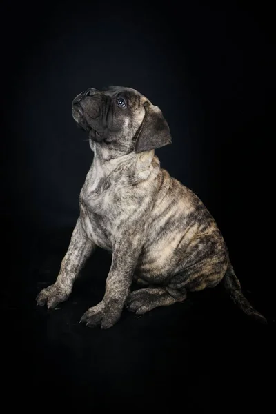 Bullmastiff Filhote Cachorro Fundo Preto — Fotografia de Stock