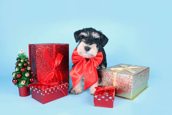 Miniatűr Schnauzer Kutya Karácsonyi Ajándék Doboz Kis Karácsonyfa Stúdióban — Stock Fotó