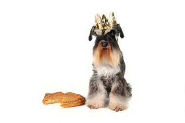 Kafasında kralın tacı olan minyatür bir schnauzer Frangipane kekinin yanında oturuyor. 