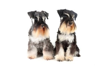 Beyaz arka planda oturan iki minyatür schnauzer. 