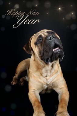bulmastiff köpek görünümlü siyah arka planda yıldızlar, yeni yıl kartını selamlıyor 