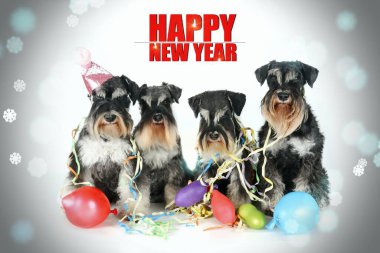  Minyatür schnauzer yeni yılı kutluyor 