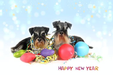  Minyatür schnauzer yeni yılı kutluyor 