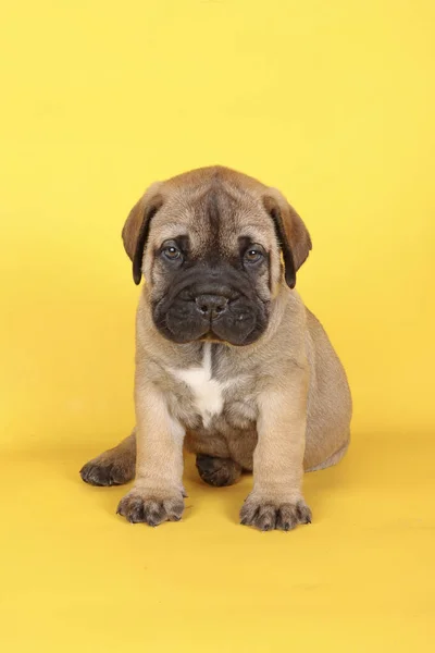 坐在黄色背景上的斗牛犬 — 图库照片