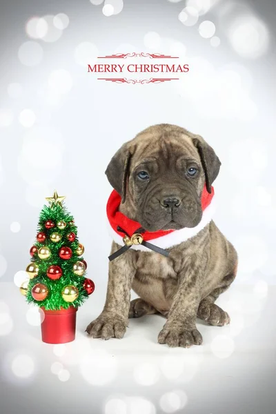 Cartão Natal Filhote Cachorro Com Bullmastiff Jovem Com Árvore Natal — Fotografia de Stock