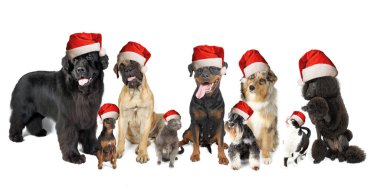 Noel şapkalı kedi ve köpeklerle dolu tebrik kartı.