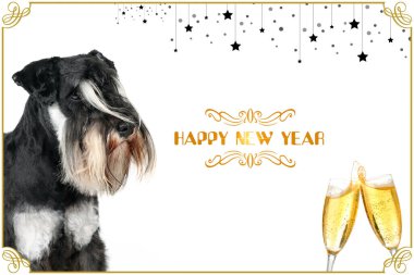 İki kadeh şampanyalı minyatür schnauzer ve yeni yılınız kutlu olsun.