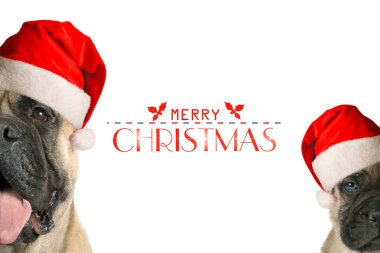 Noel şapkası ve mutlu noeller mesajı ile yetişkin ve yavru boğa başı