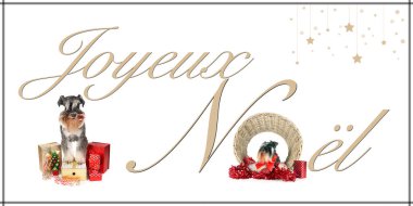 Minyatür schnauzer 'lı Noel köpeği kartı. 