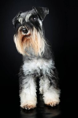 Siyah arka planda minyatür schnauzer köpek ve gümüş.