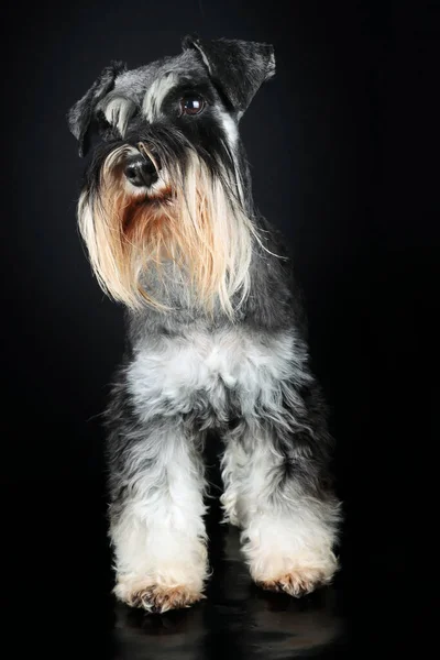 Zwergschnauzer Hund Schwarz Und Silber Auf Schwarzem Hintergrund — Stockfoto