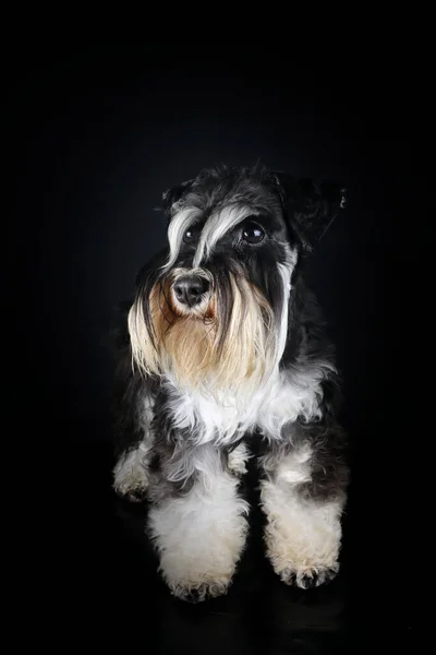 Miniature Schnauzer Dog Black Silver Black Background — Stock Photo, Image