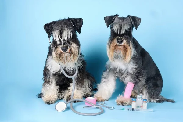 受伤的狗 爪子上缠着粉红色绷带 与另一只狗 听诊器 注射器和瓶子坐在一起 图库照片