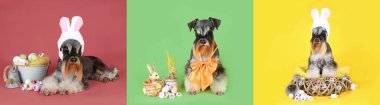 Renkli arkaplanda minyatür schnauzer köpekleri Paskalya temalı panoramik afiş