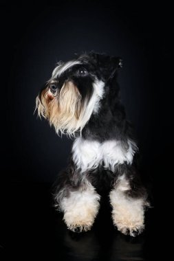 Minyatür schnauzer siyah arka planda stüdyoda oturuyor.