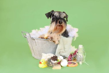 Komik köpek yeşil arka planda banyo yapıyor, minyatür schnauzer köpüklü eski bir havuzda pembe bir mayo giyiyor.