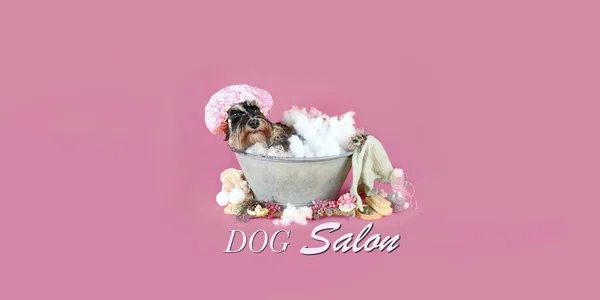 Divertente Cane Che Bagno Uno Sfondo Rosa Schnauzer Miniatura Con — Foto Stock