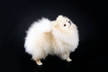 Pomeranian spitz siyah arkaplanda izole edildi 