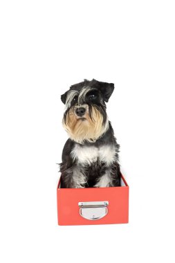 Kırmızı kutuda oturan minyatür schnauzer beyaz üzerine izole edilmiş. 