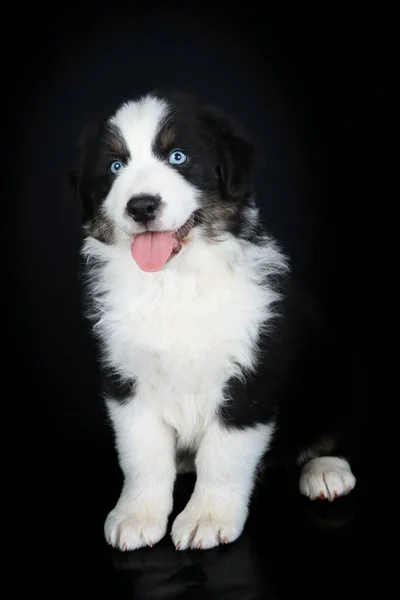 Australian Shepherd Dog Sitting Black Background — Stock Photo, Image