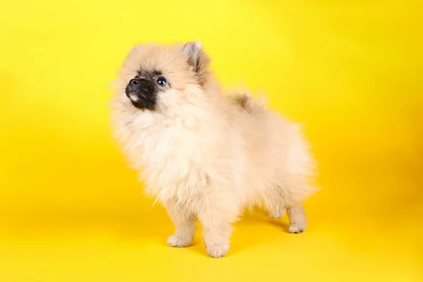 Pomeranian Spitz Sarı Arka Planda Izole — Stok fotoğraf