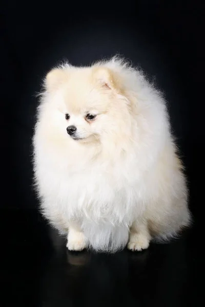 Pomeranian Spitz Elszigetelt Fekete Háttér — Stock Fotó