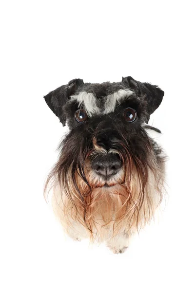 Funny Portrait Dog Very Close Looking Camera Big Schnauzer Nose — Stock Photo, Image